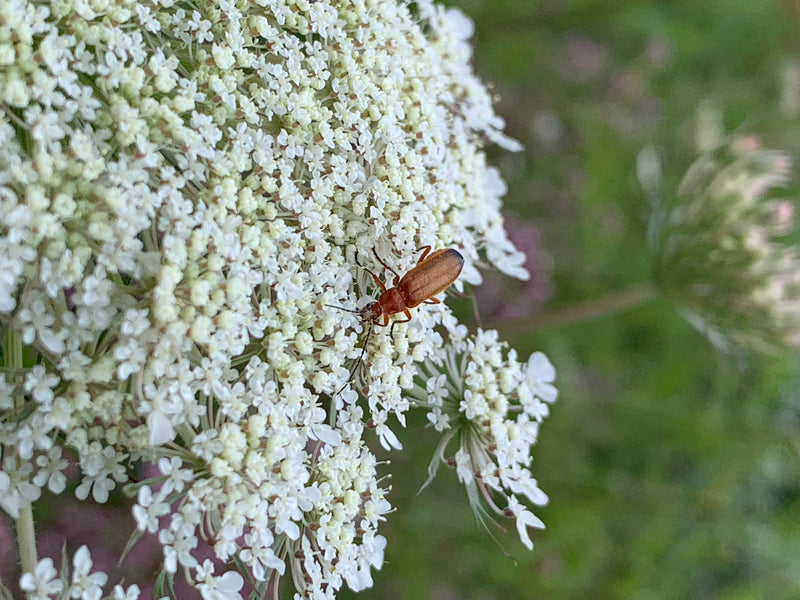 Un teleforo comune è posizionato sui minuscoli fiori bianchi di un'infiorescenza a ombrella. L'insetto riposa sulla pianta, mostrando chiaramente le sue cara...