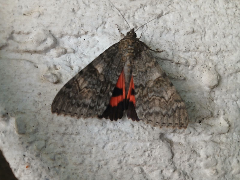Nastro rosso — Bild 2