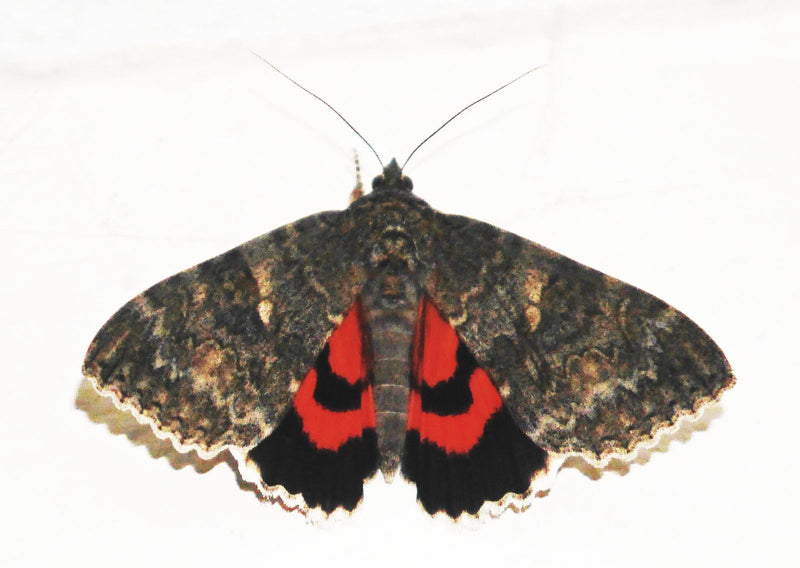 Nastro rosso — Bild 1