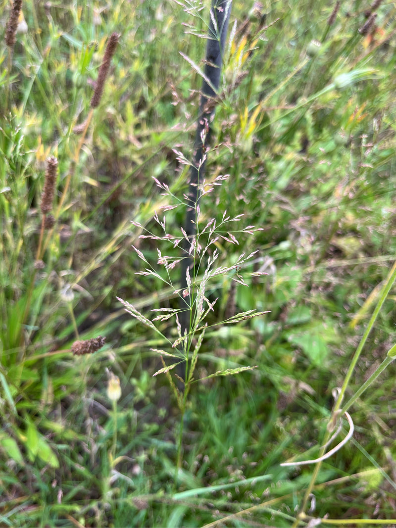 Erba piegata rossa — Bild 2