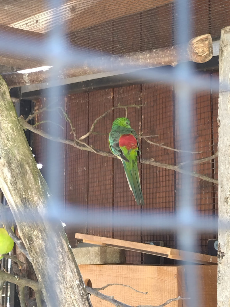 Parrocchetto dalle ali rosse — Bild 1
