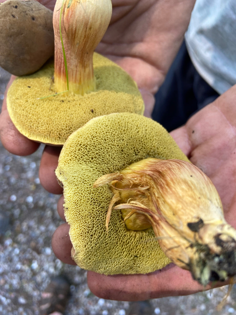 Porcini dai piedi rossi — Bild 1