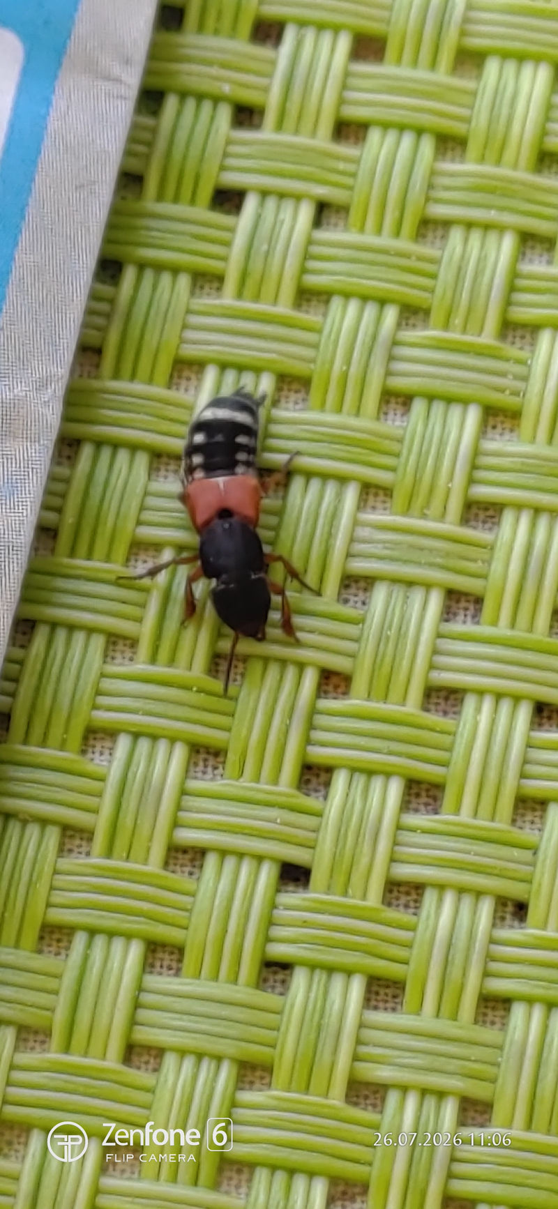Scarabeo Cactus dal collo rosso — foto 1 di 2