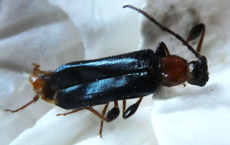 Scarabeo dal collo rosso — Bild 1