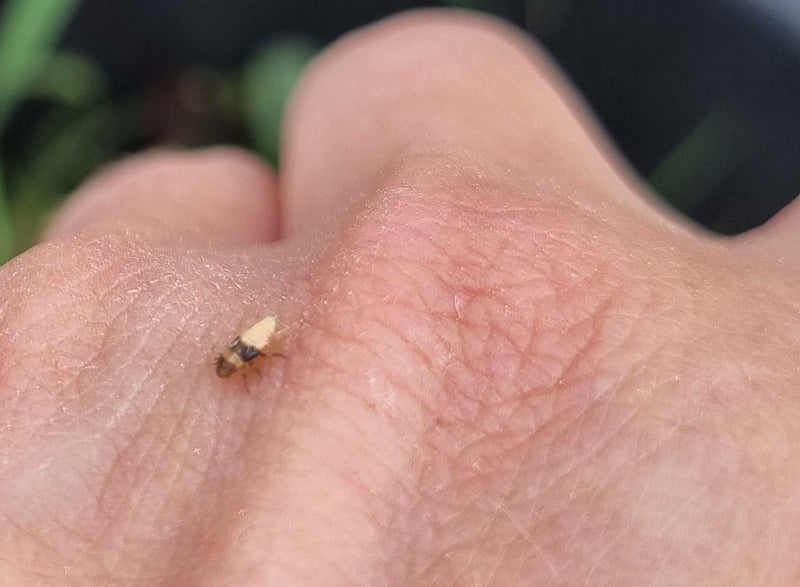 Scarabeo dell'orecchio dalla testa rossa — Bild 2