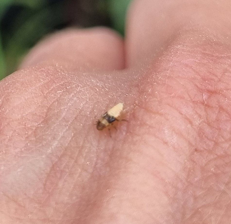 Scarabeo dell'orecchio dalla testa rossa — Bild 1
