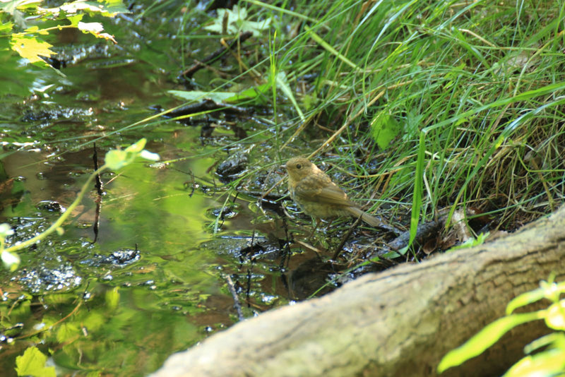 Un giovane pettirosso si trova sulla sponda fangosa di un corso d'acqua. Erbe verdi e piante crescono sullo sfondo.