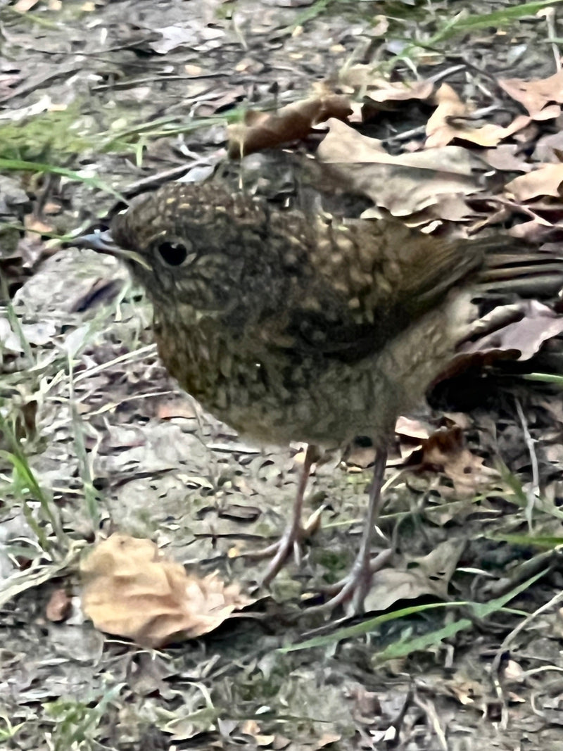 Un giovane pettirosso si trova su un terreno di foglie e terra. Il giovane uccello è facilmente riconoscibile per il suo piumaggio maculato.