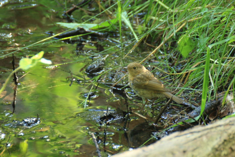 Un giovane pettirosso si trova sul bordo di uno specchio d'acqua poco profondo nell'erba fitta. L'uccello mostra il piumaggio tipico di un giovane.