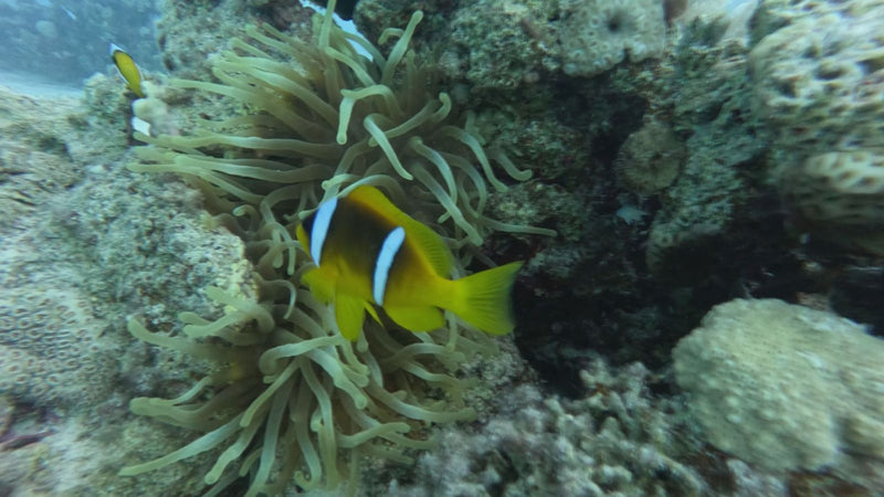 Rotmeer-Anemonenfisch — foto 1 di 1