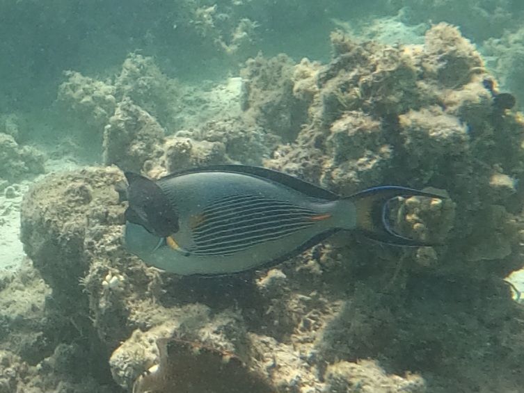 Pesce chirurgo del Mar Rosso — Bild 1