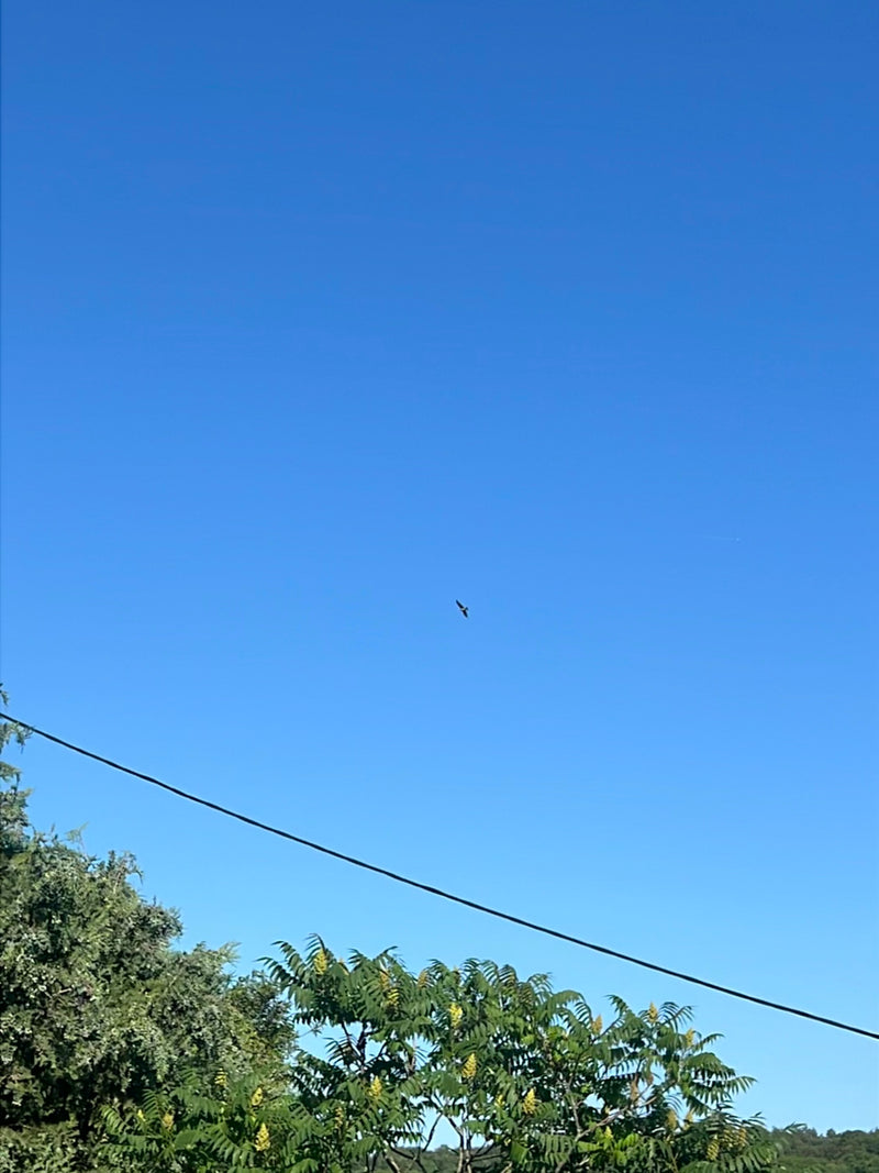 Un nibbio reale vola alto nel cielo azzurro. L'animale è visibile solo come una piccola silhouette.