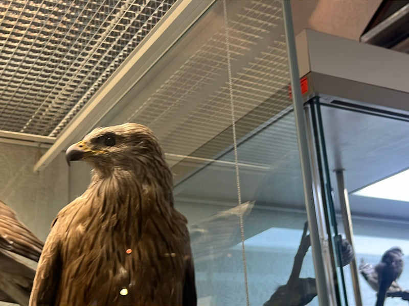Si vede l'esemplare impagliato di un nibbio reale all'interno di una vetrina espositiva. La testa e il petto dell'uccello sono chiaramente visibili di profilo.