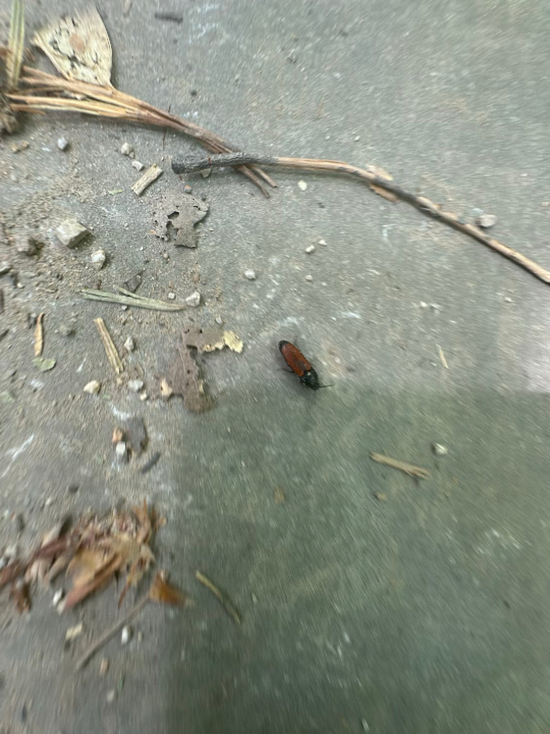 Scarabeo molle dal dorso rosso — Bild 1