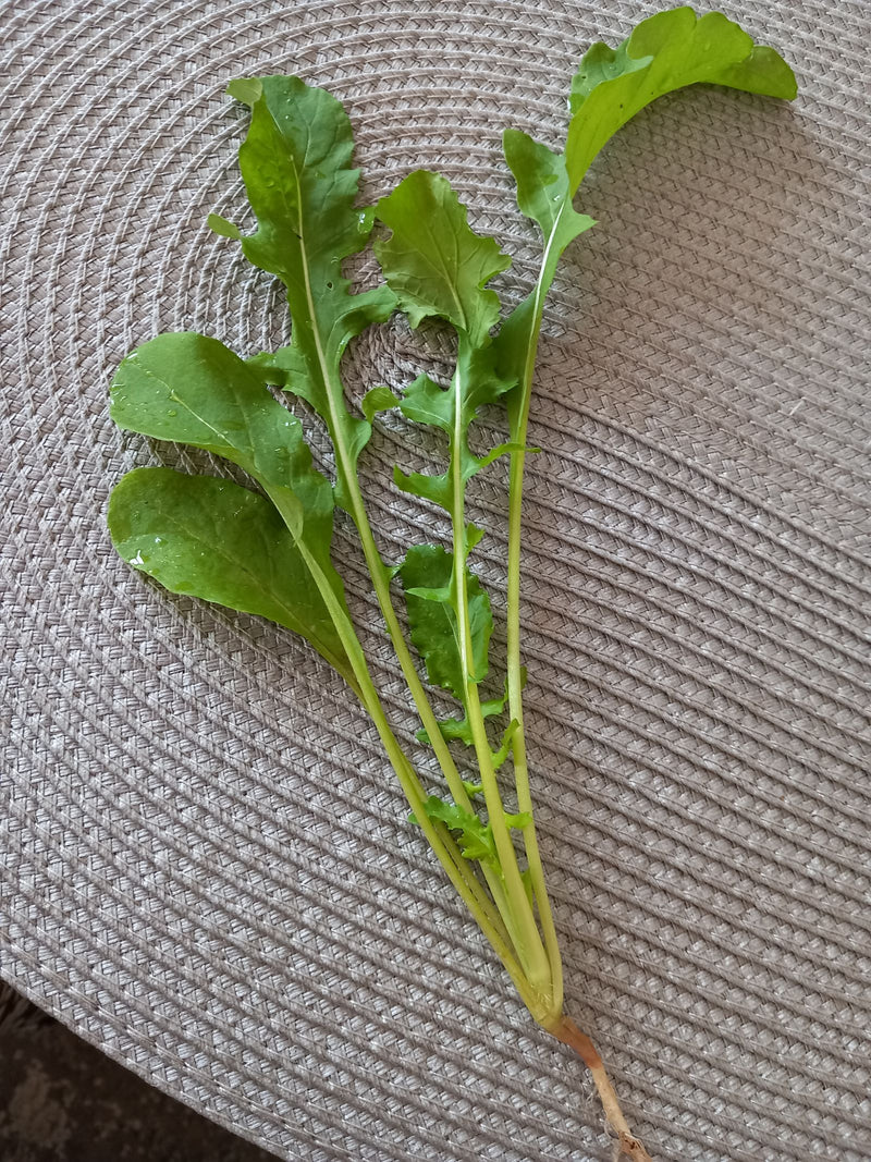 È visibile una pianta di rucola fresca con foglie verdi caratteristicamente lobate e steli lunghi. Si trova su una superficie strutturata.