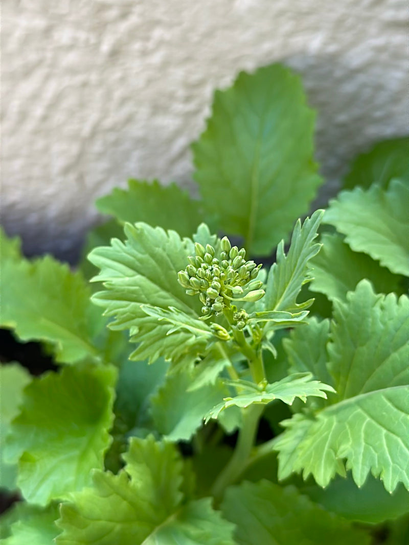 Rucola — Bild 2