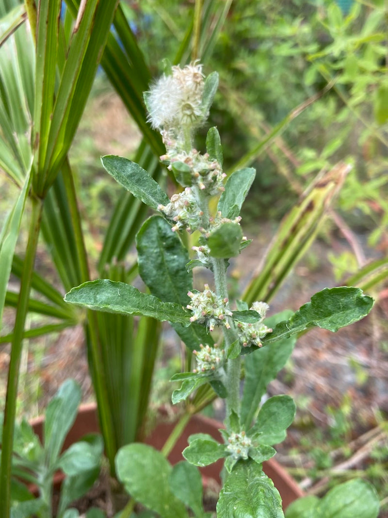 Ruhrwort (genere) — Bild 1