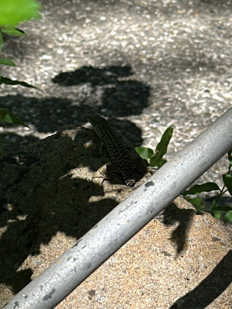 Ruineneidechse — foto 2 di 3