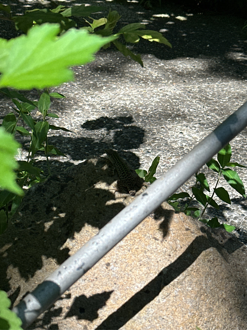 Ruineneidechse — foto 1 di 3
