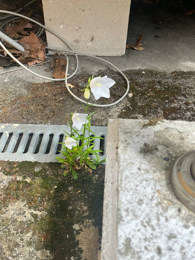Campanula a foglie rotonde — Bild 2