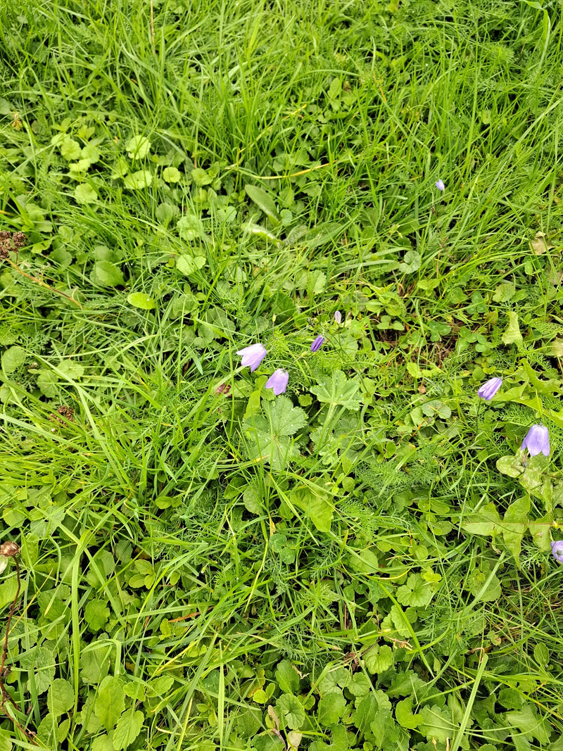 Delicati fiori di campanula viola emergono da un prato denso di erba verde e basse erbe. La prospettiva mostra le piante dall'alto nel loro ambiente naturale.