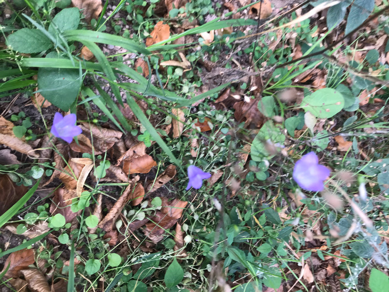 Diversi fiori viola di campanula rotondifoglia crescono e fioriscono sul terreno del bosco tra foglie ed erba.