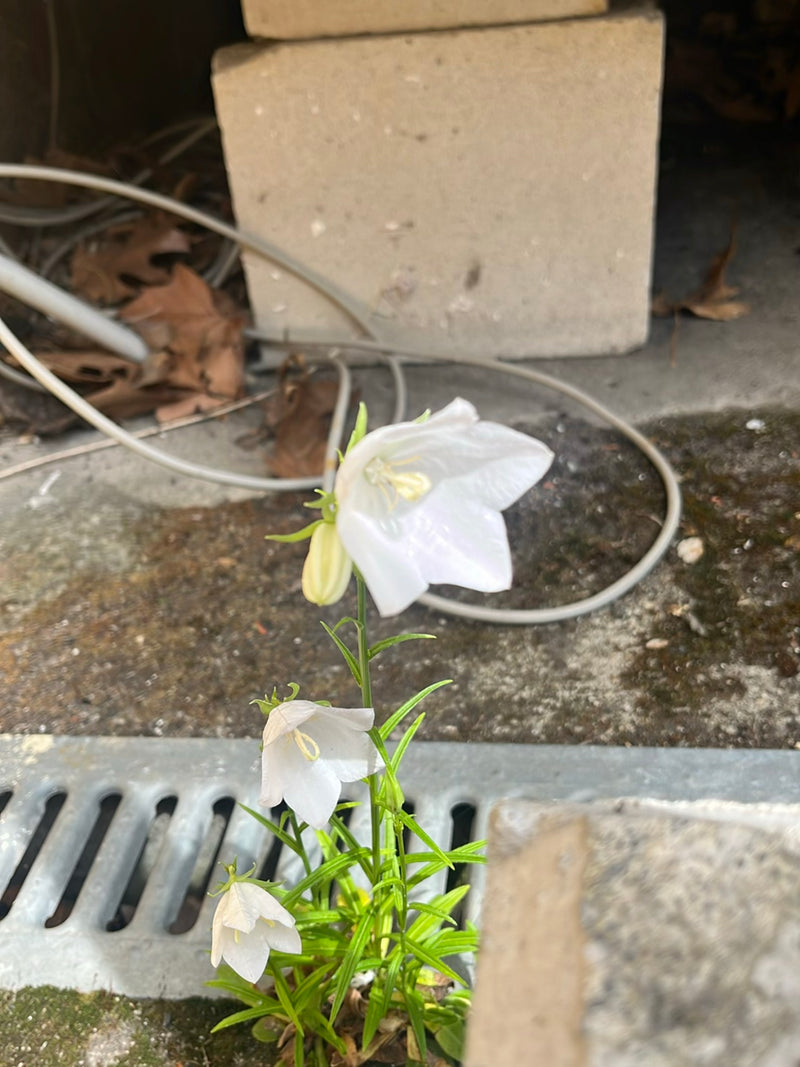 Campanula a foglie rotonde — Bild 1