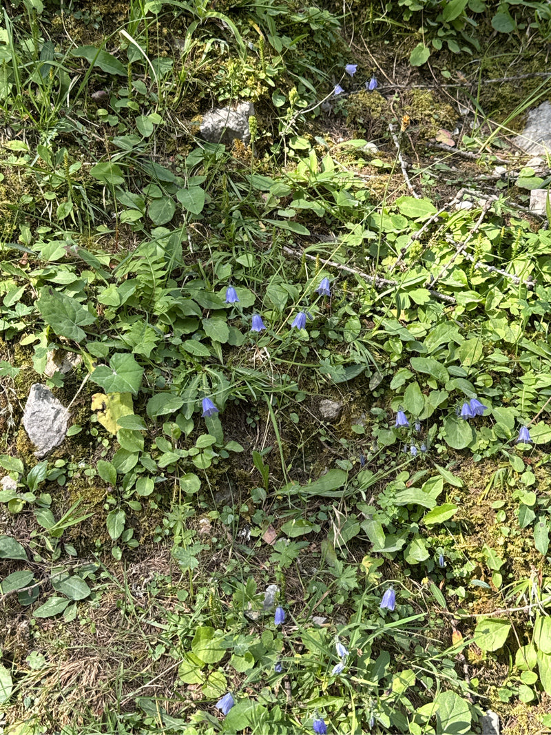 Diversi delicati fiori blu-viola della campanula rotondifoglia crescono sparsi su un terreno vegetato.