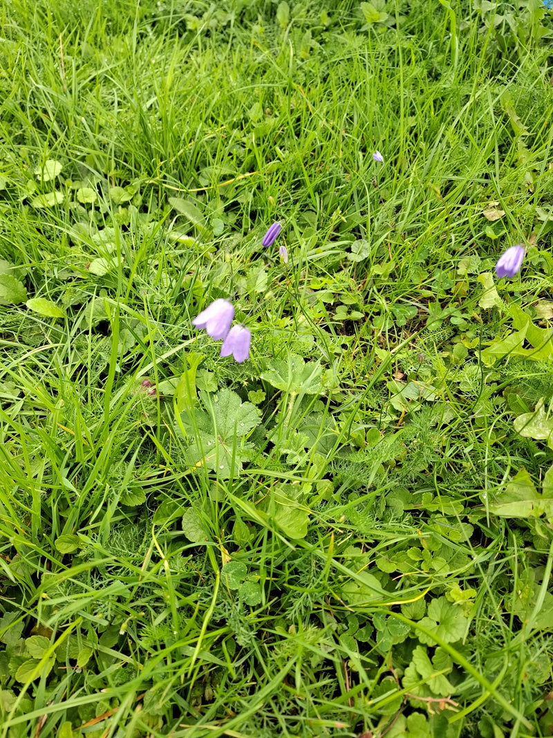 Diversi delicati campanulati viola fioriscono nel prato tra erba alta ed erbe selvatiche. I fiori caratteristici pendono leggermente.