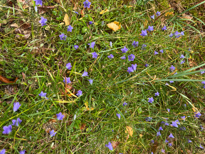 Numerosi fiori blu-violacei della campanula soldanella crescono in mezzo a un prato umido con foglie autunnali sparse.