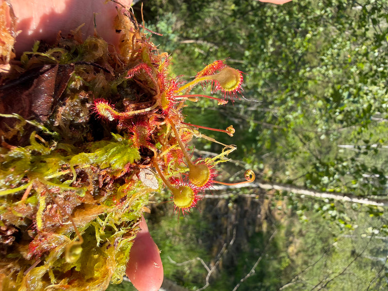Drosera — Bild 1
