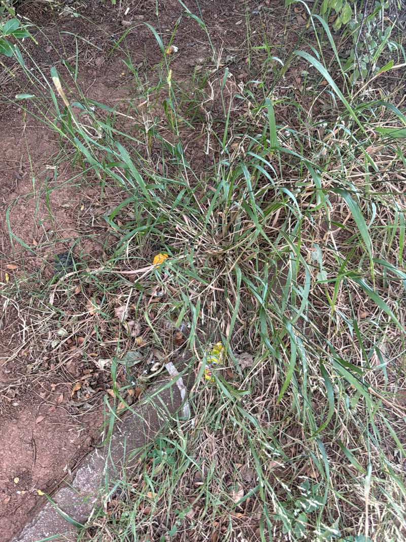 erbe dolci — foto 5 di 12