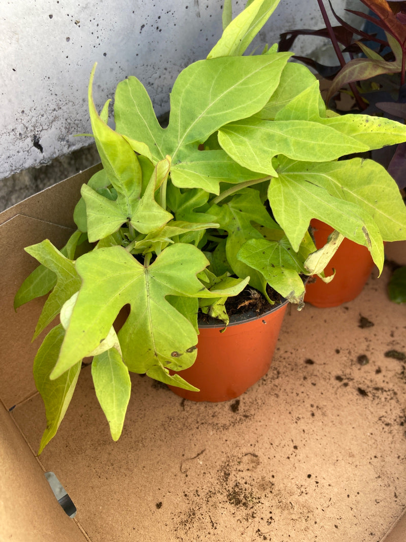 Patata dolce 'Marguerite' — Bild 2