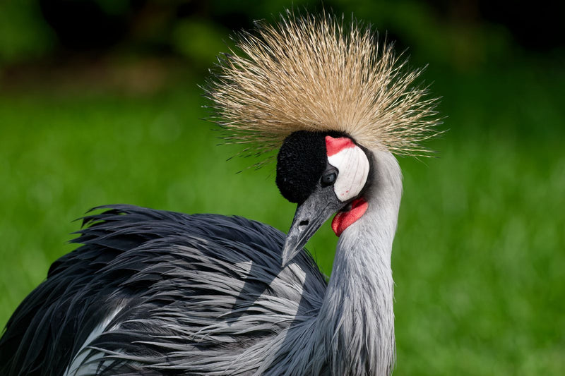 Gru coronata sudafricana — Bild 1