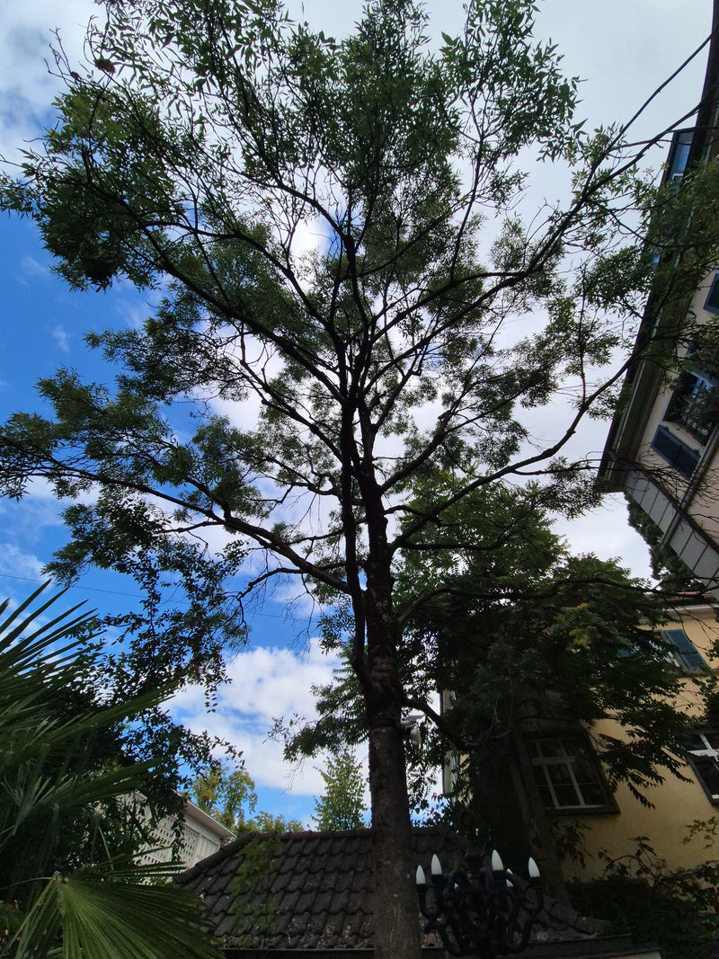 Si vede un bagolaro adulto con una chioma densa su uno sfondo urbano. L'inquadratura mostra l'albero dal basso verso l'alto davanti a un cielo nuvoloso.