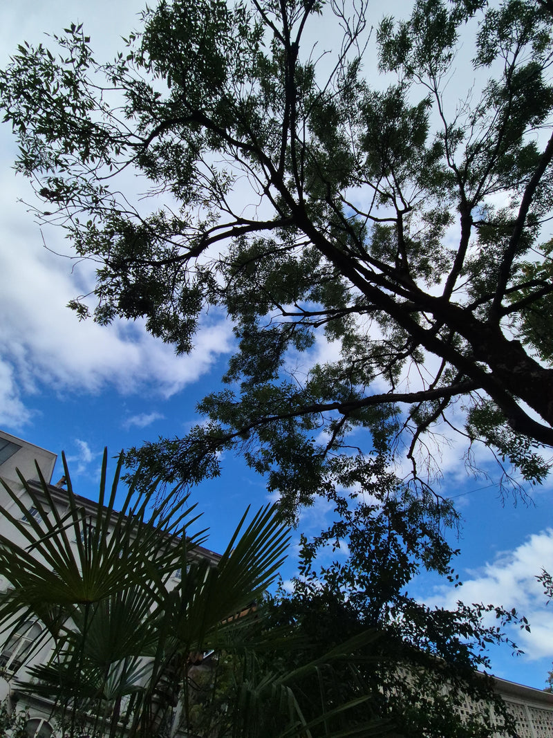 È visibile la silhouette di un grande albero contro un cielo azzurro con nuvole sparse. In basso a sinistra si intravedono anche fronde di palma e un edificio.