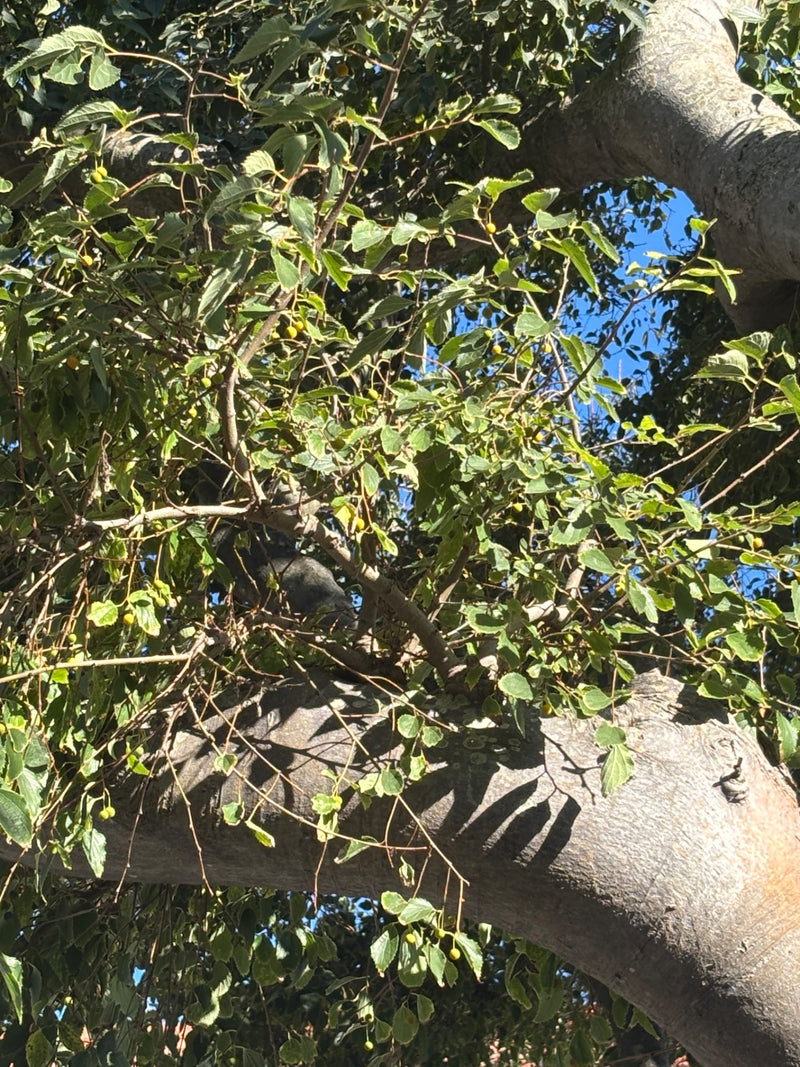 La foto mostra la chioma densa del bagolaro con numerose foglie verdi e piccoli frutti giallastri. Si vedono rami robusti su uno sfondo di cielo azzurro.