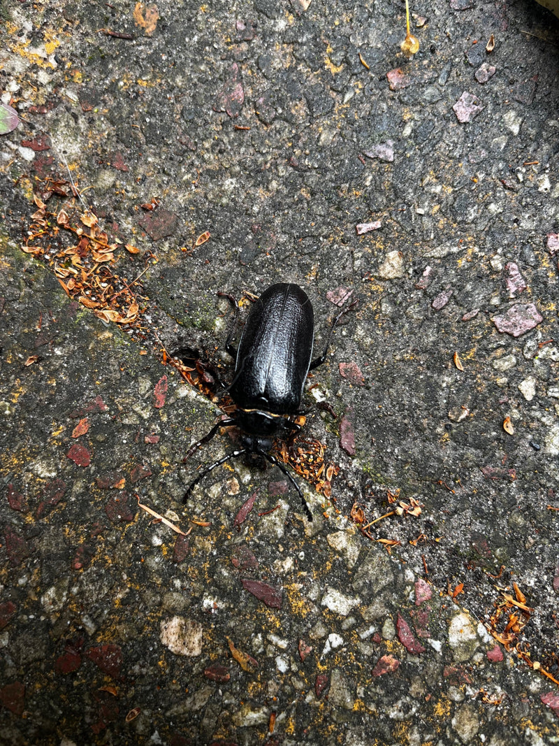 cavalletto — foto 3 di 18