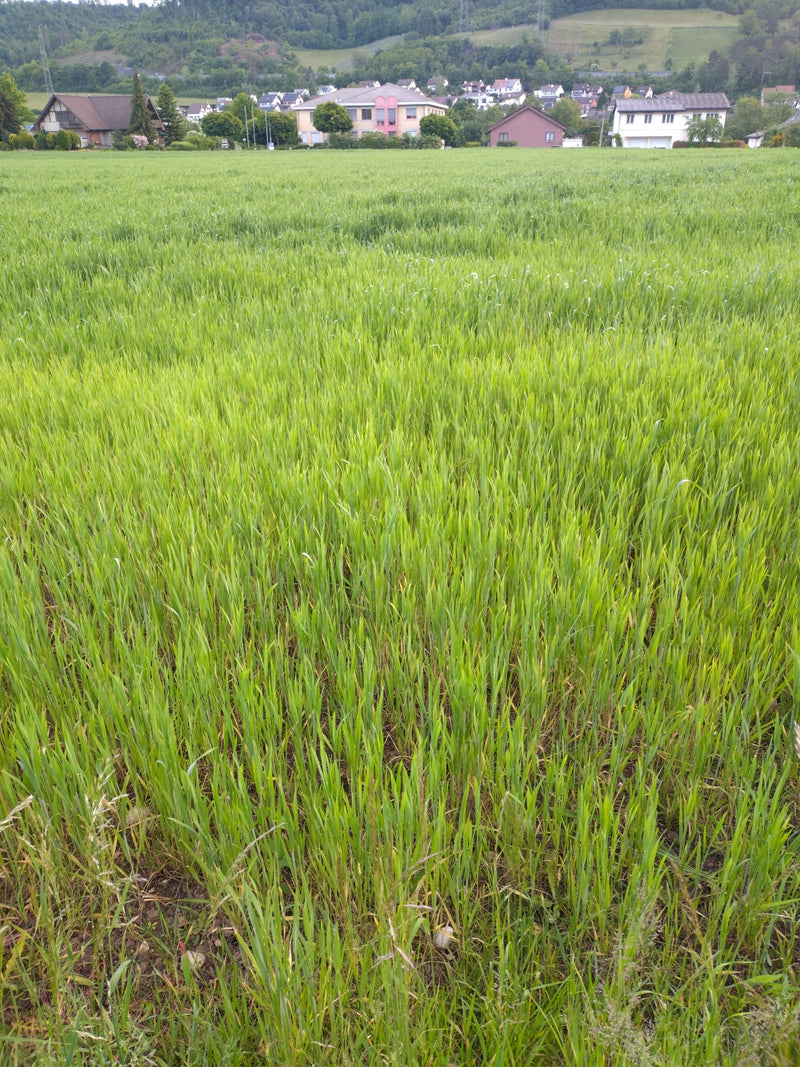 Saat-Weizen — Bild 1