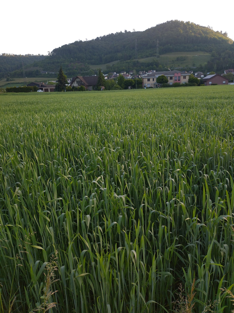 Grano da seme — Bild 3