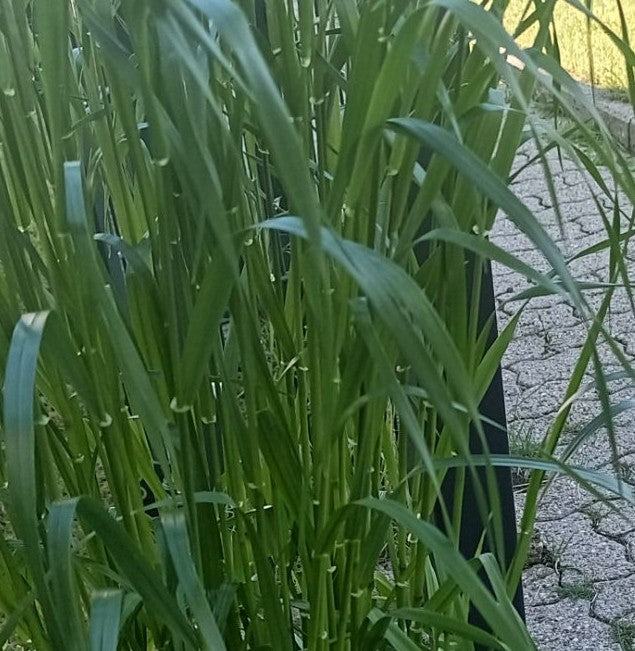 Grano da seme — Bild 1