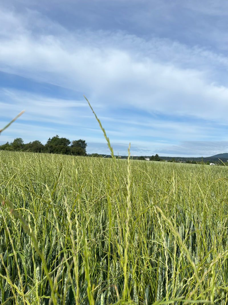 L'immagine mostra un ampio campo di grano verde sotto un cielo azzurro decorato da nuvole. In primo piano si vedono spighe e steli.