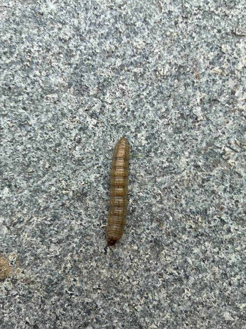 Gufo dei semi (genere Agrotis) — foto 1 di 1