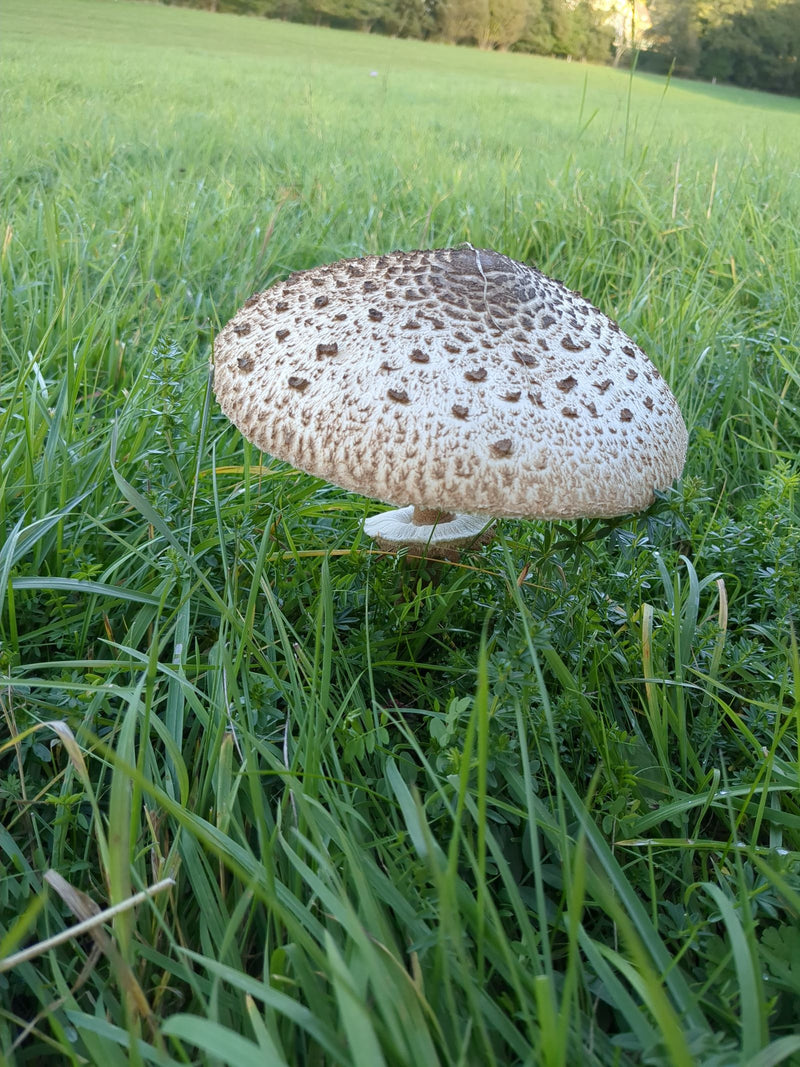 Un corpo fruttifero di una mazza di tamburo sfrangiata con cappello squamoso e anello visibile cresce su un prato verde.