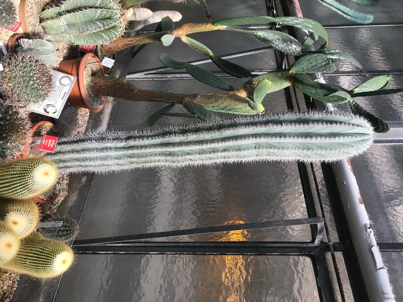 Saguaro-Kaktus — foto 2 di 2