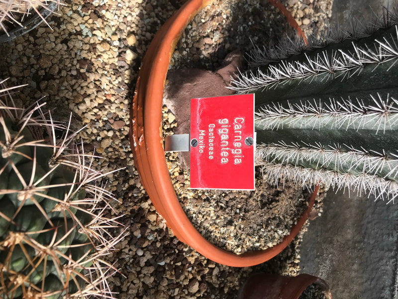 Saguaro-Kaktus — foto 1 di 2