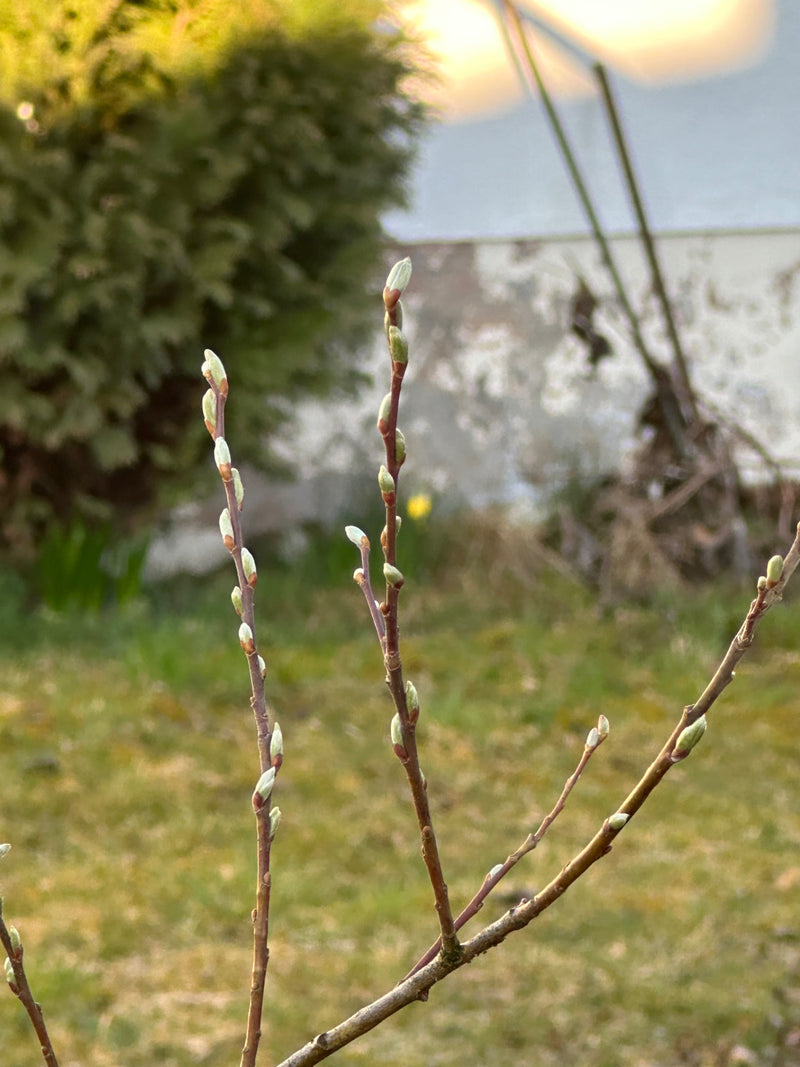 Salice di sale — Bild 1