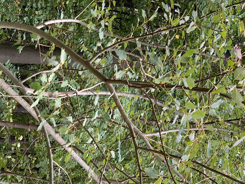 Sono visibili i rami ramificati e le foglie verdi di un salice delle capre dal basso. L'immagine mostra il fogliame denso nel suo ambiente naturale.