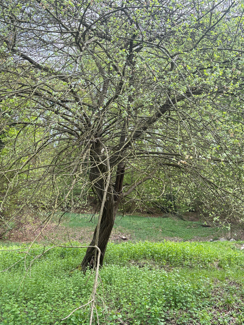 Si vede un albero di medie dimensioni con una chioma molto ramificata, situato in un ambiente vicino al bosco. I rami portano le prime foglie verdi e gemme.