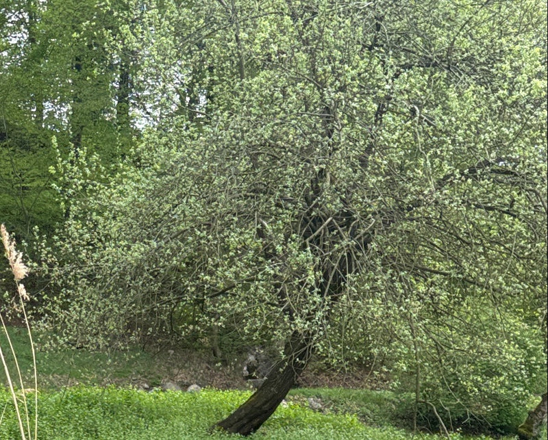 L'immagine mostra un salice caprino con un fogliame denso e frescheggiante. L'albero si trova in un ambiente naturale con uno sfondo verde.